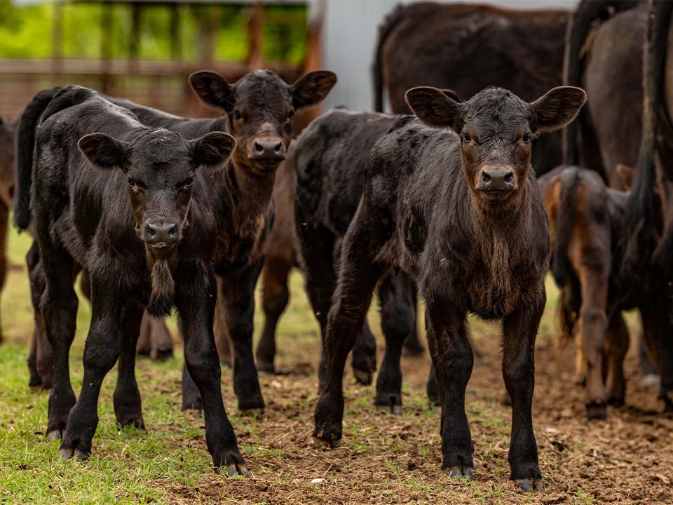 Baby calves outside looking at camera
